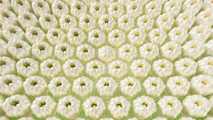 Azahar Citrus Aurantifolia 04