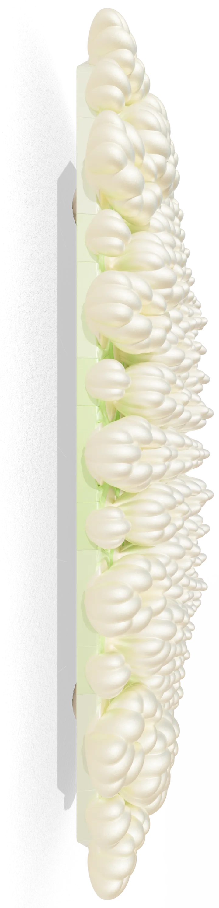 Azahar Citrus Aurantifolia 08