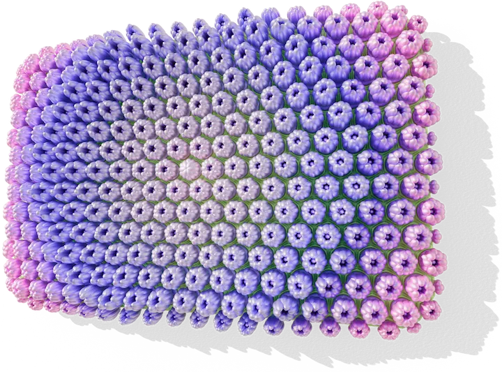 Hydrangea Maison 01