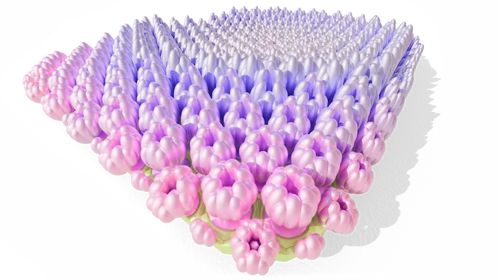 Hydrangea Maison 03