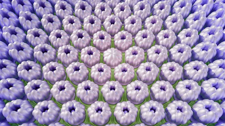 Hydrangea Maison 04
