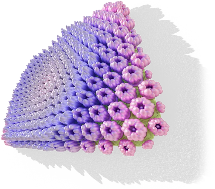 Hydrangea Maison 05