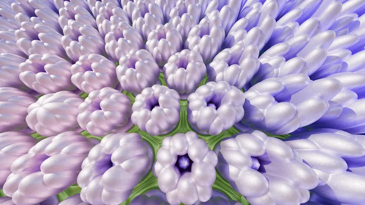 Hydrangea Maison 06