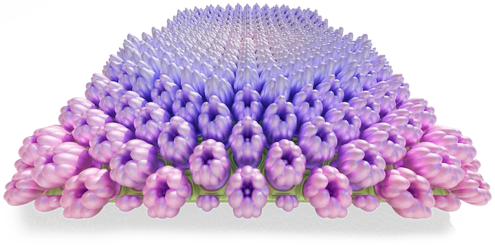 Hydrangea Maison 09