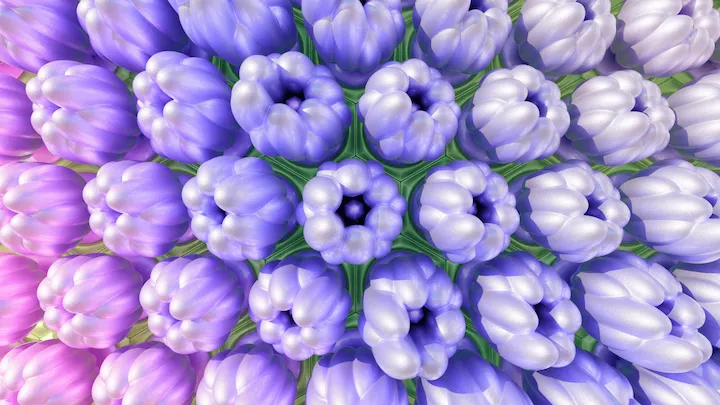 Hydrangea Maison 13