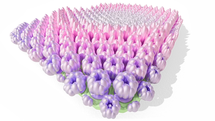 Hydrangea Maman 03