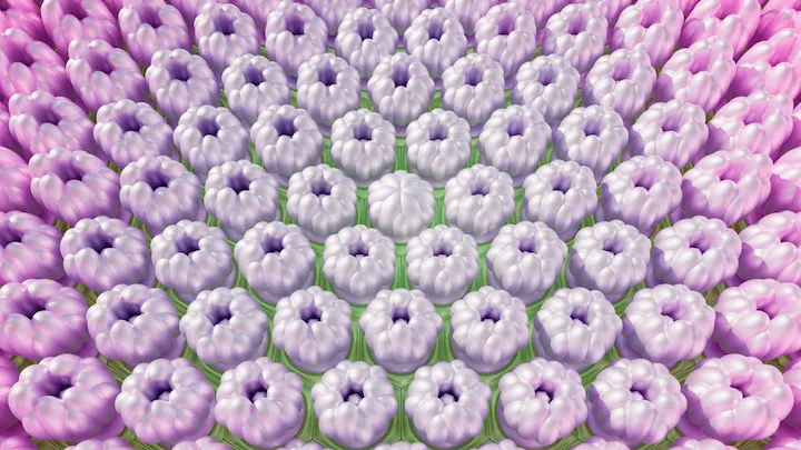 Hydrangea Maman 04