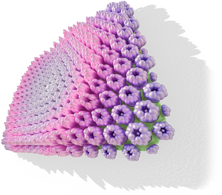 Hydrangea Maman 05