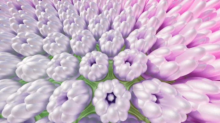 Hydrangea Maman 07