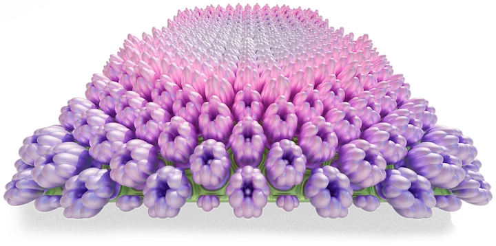 Hydrangea Maman 09