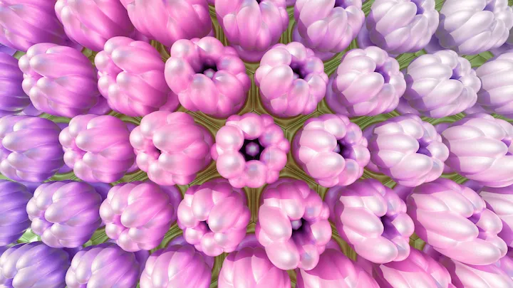 Hydrangea Maman 13